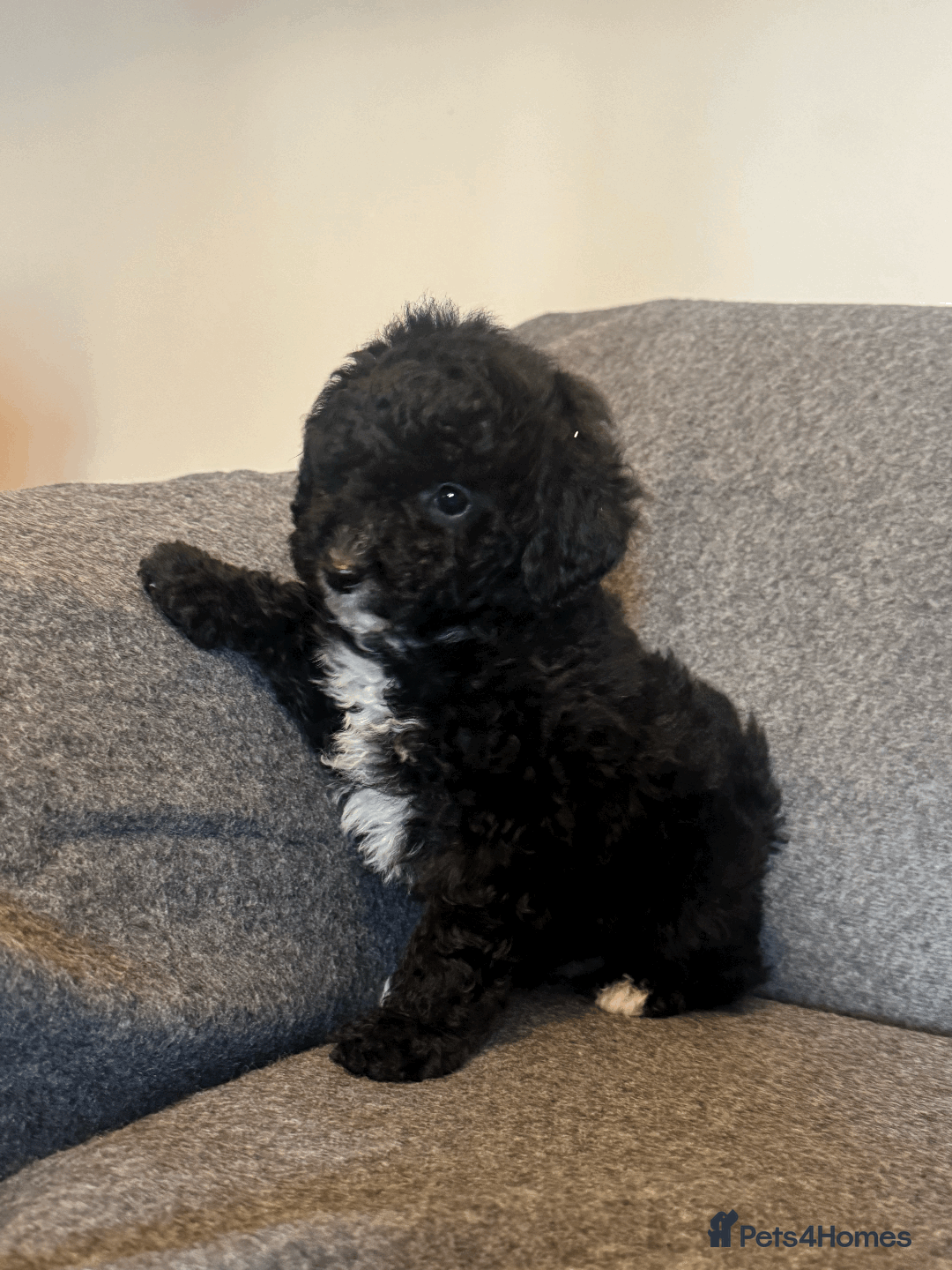 Toy Poodle dogs for sale: 2 Male Pure Toy Poodle Pups - Image 3