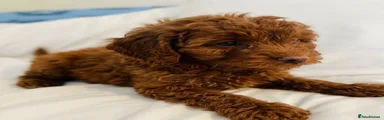Cavapoo 1