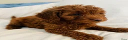 Cavapoo dogs for sale: Cavapoo puppies  in Glasgow - Advert 6