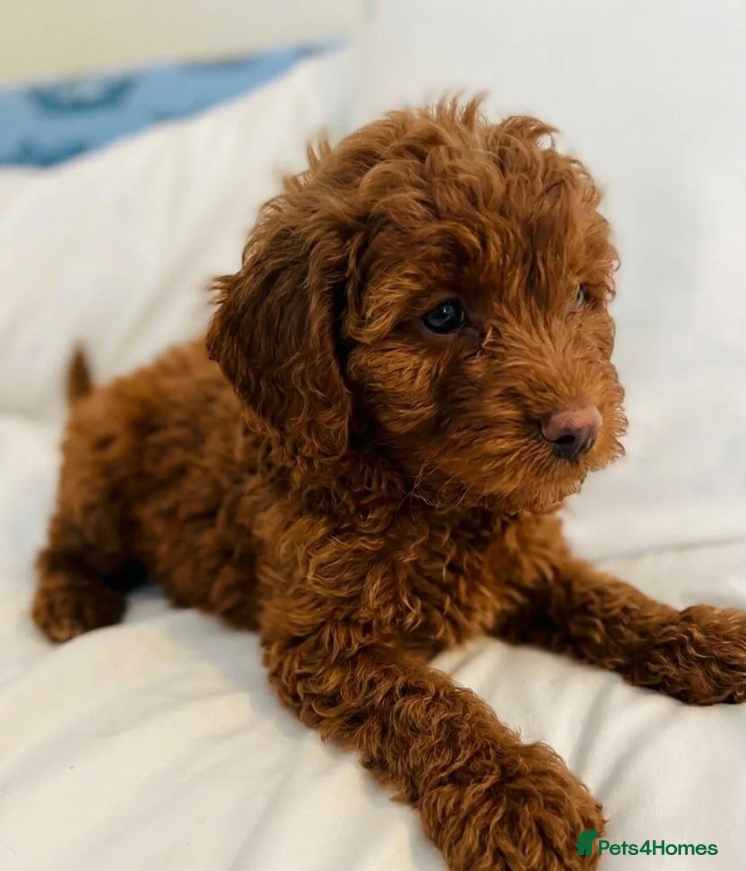 Cavapoo dogs for sale: Cavapoo puppies  in Glasgow - Advert 6