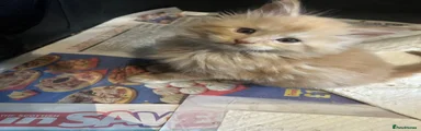 Maine Coon 2