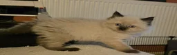 Ragdoll cats for sale: Ragdoll Kittens - Advert 5