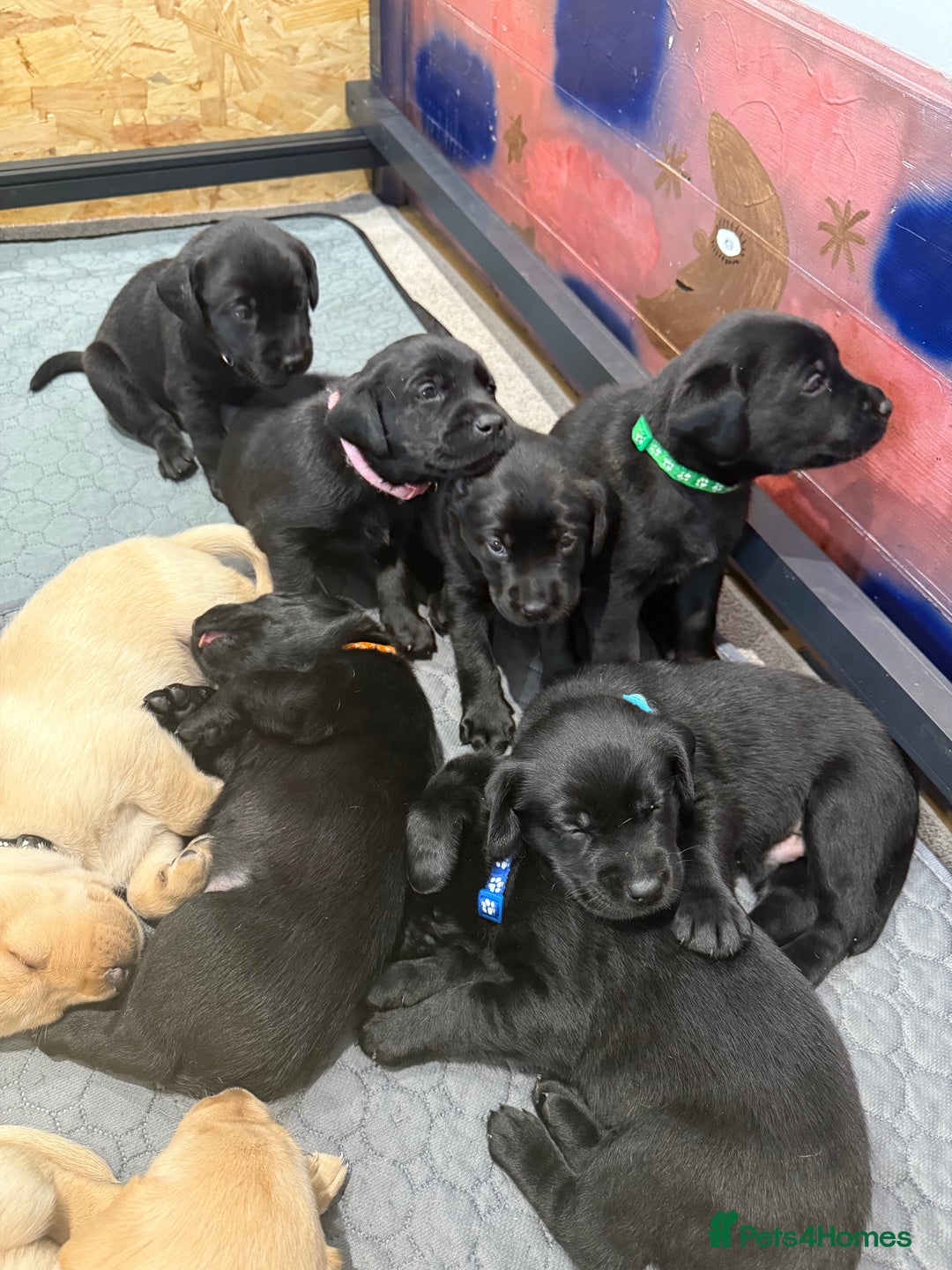 Labrador Retriever dogs for stud: Chocolate Labrador for stud PROVEN in Shrewsbury - Image 13