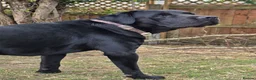Labrador Retriever dogs for sale: Labradorable Muffin  - Advert 5