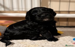 Cocker Spaniel dogs for sale: 🐾KC Reg- Working Cocker Spaniel DNA Tested 🧬 - Image 4