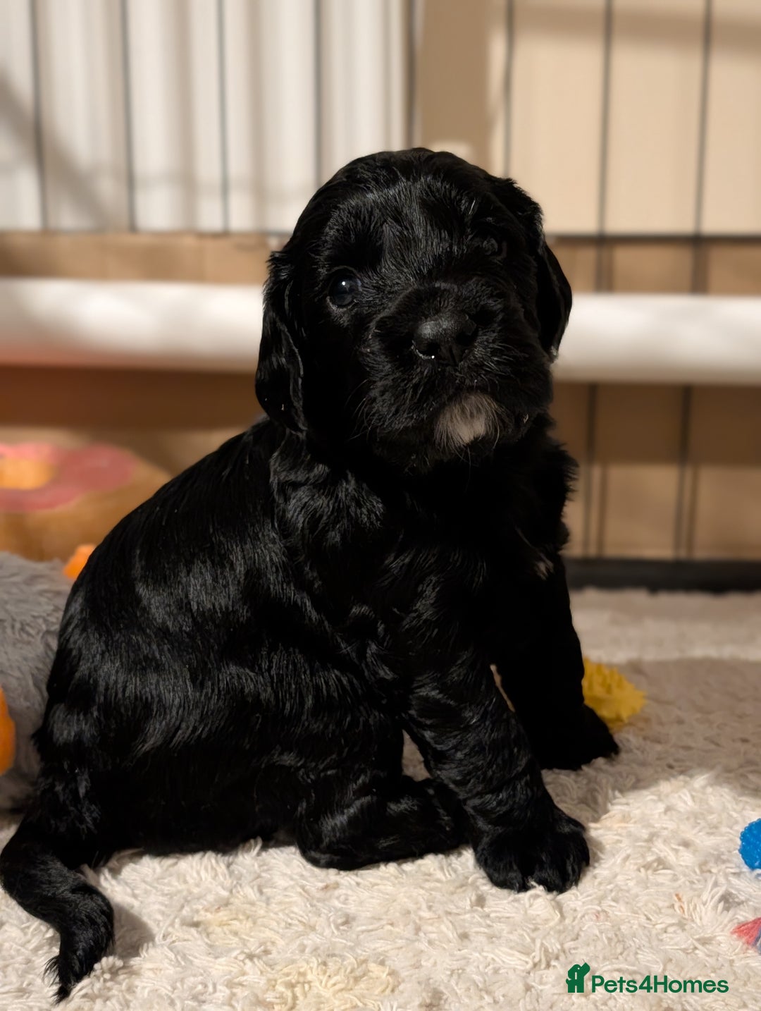 Cocker Spaniel dogs for sale: 🐾KC Reg- Working Cocker Spaniel DNA Tested 🧬 - Image 4