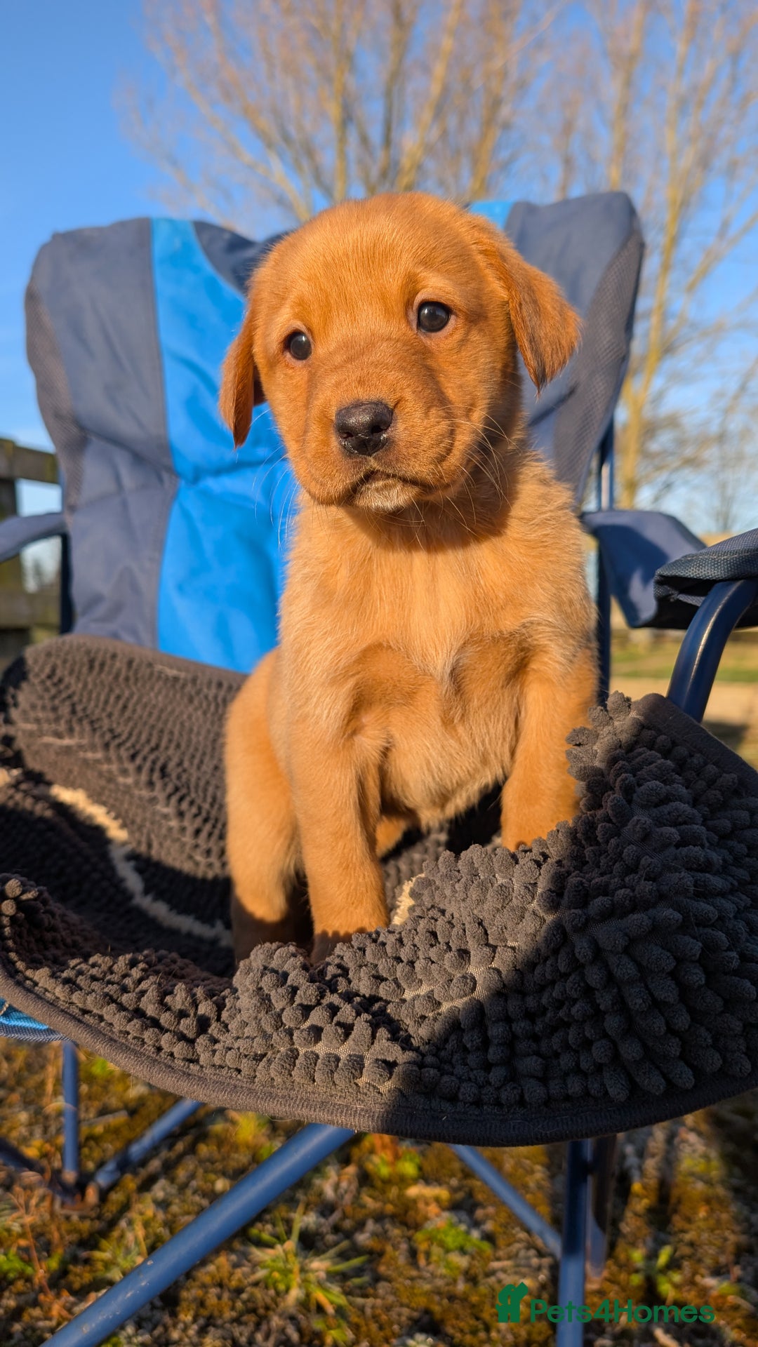 Labrador Retriever dogs for sale: Fab KC Fox Red Pups - 4* Higher Standard Breeder - Advert 19