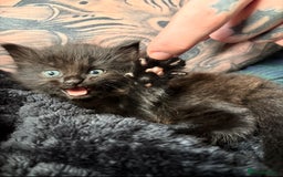Siberian cats for sale: Fluffy black/brown Siberian mix - Image 2