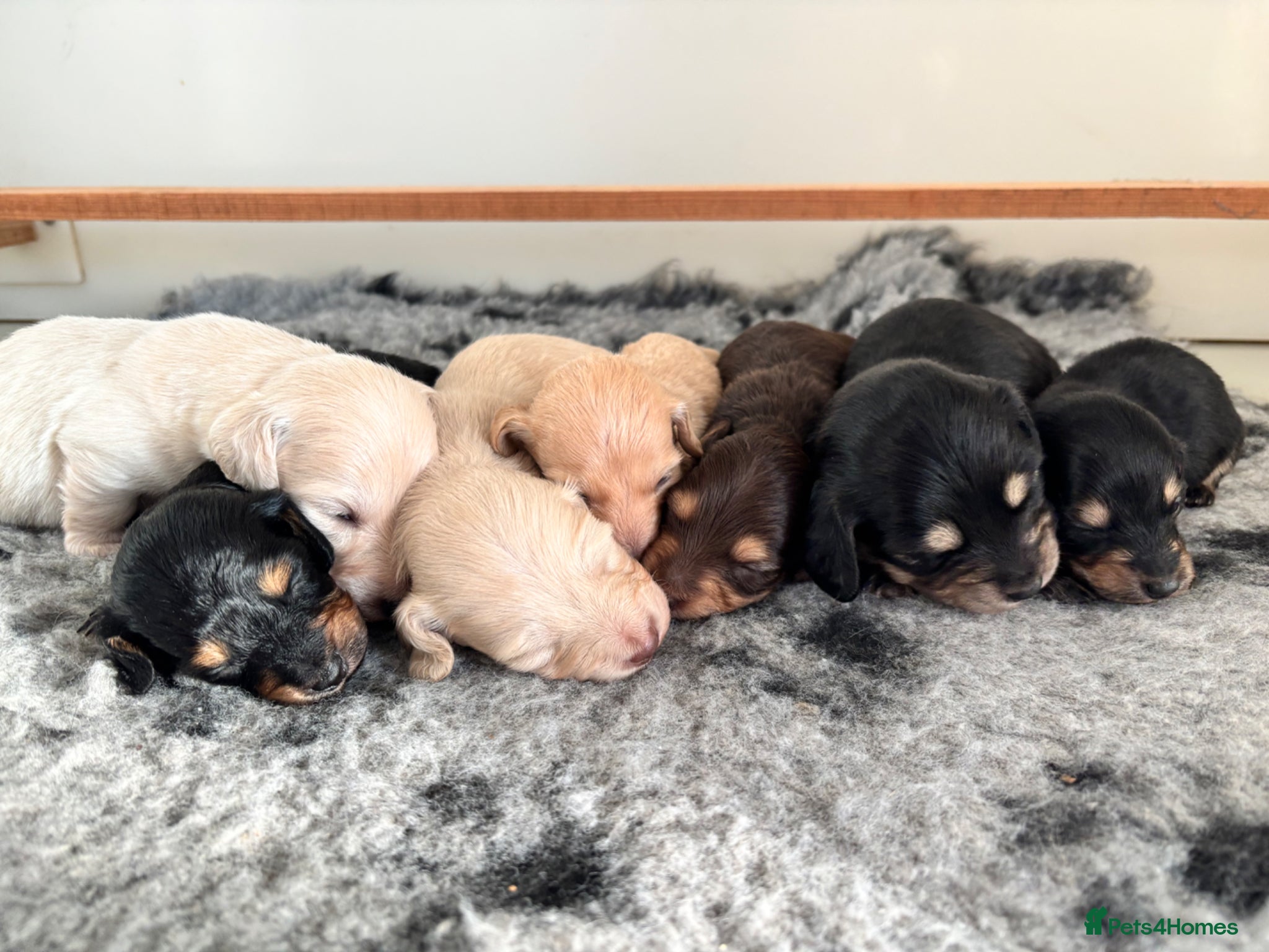 Miniature Dachshund dogs Beautiful Long haired miniature Dachshund Puppies  - Advert 2