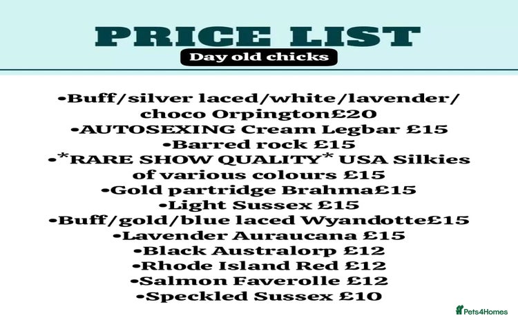 Chickens poultry - Advert 16