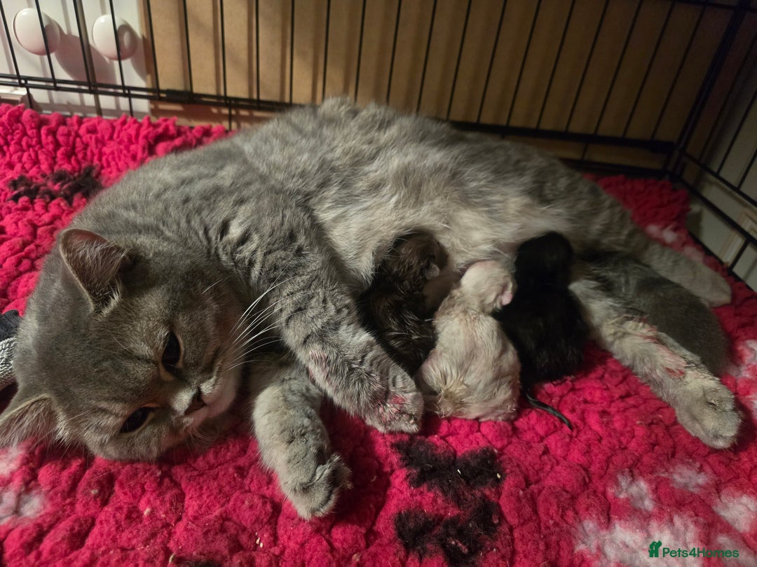 British Shorthair cats for sale: ONE GIRL LEFT TICA REGISTERED BRITISH SHORTHAIR - Advert 4