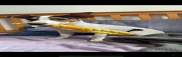 Jack Russell dogs for sale: Jack Russell looking for forever home in Langport - Advert 4