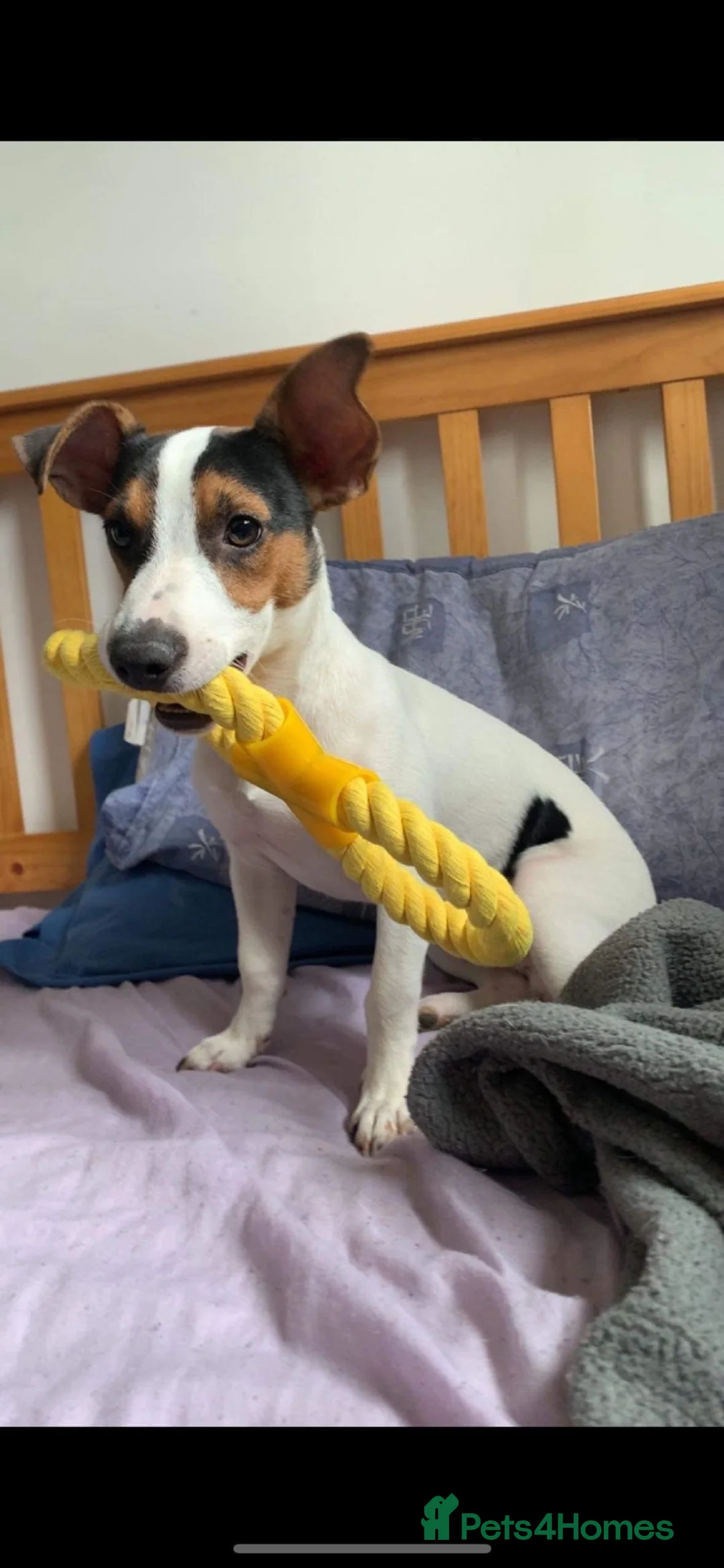 Jack Russell dogs for sale: Jack Russell looking for forever home in Langport - Advert 4