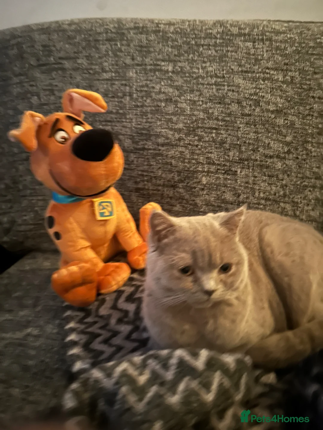 British Shorthair cats for sale: Rare Lilac British Shorthair Male Simba - Advert 24