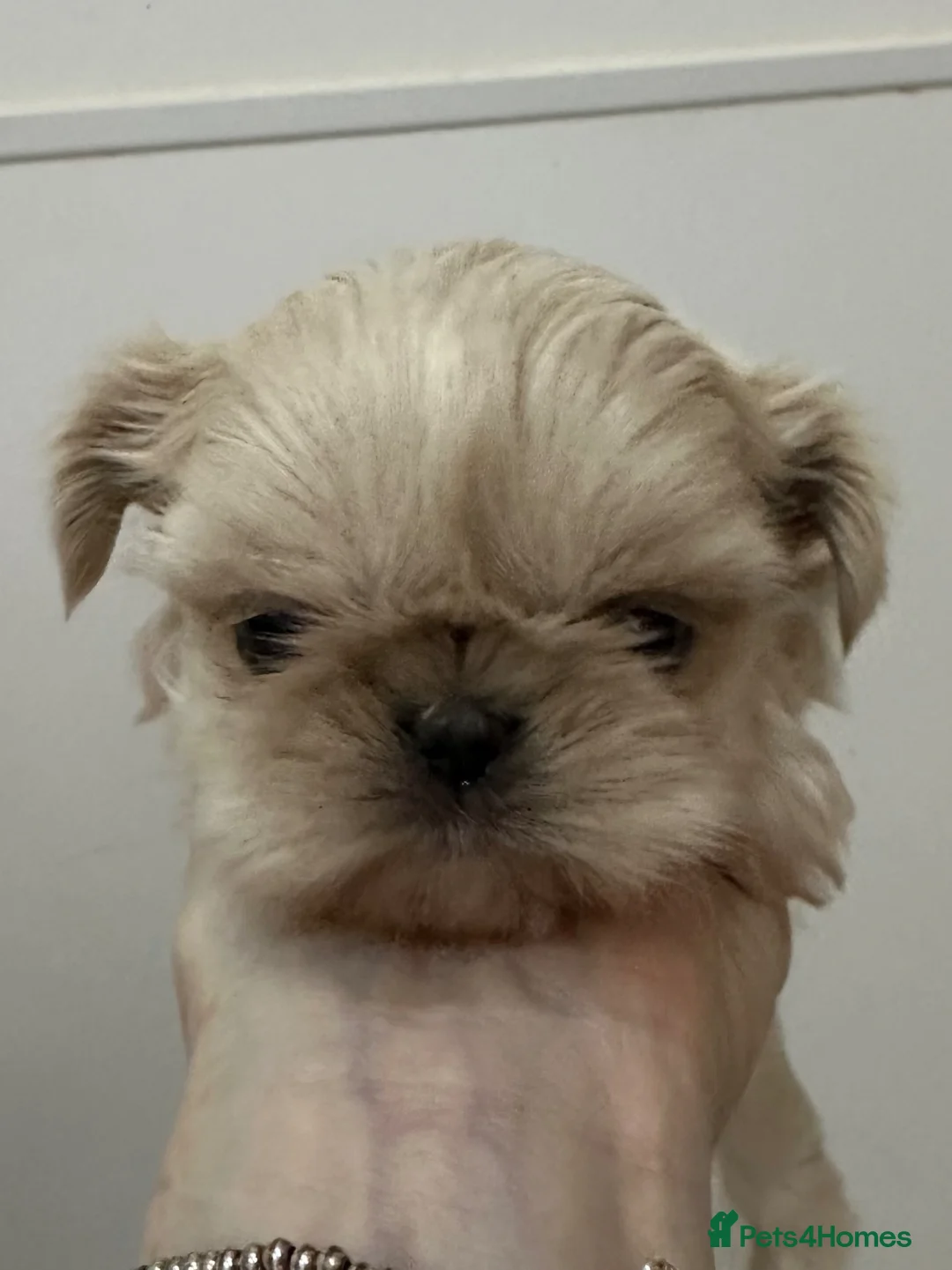 Shih Tzu dogs for sale: Imperial tiny shihtzu puppies  - Advert 25