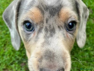 Miniature Dachshund dogs Mini dachshund boy 8 weeks - Advert 17