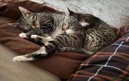British Shorthair cats for sale: 3 kittens for sale - Image 1