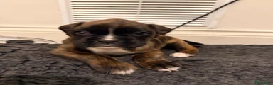 Boxer Puppy 3