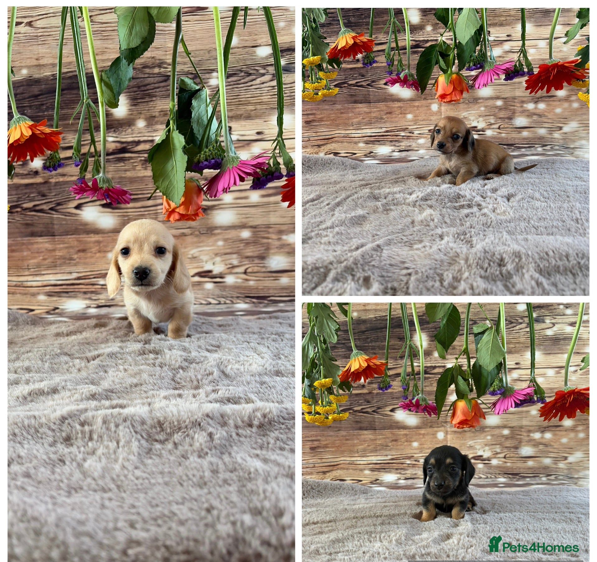 Miniature Dachshund dogs Minature dachshunds !  - Advert 1