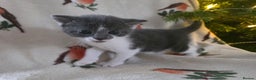 Mixed Breed cats for sale: Gorgeous kittens - Advert 13