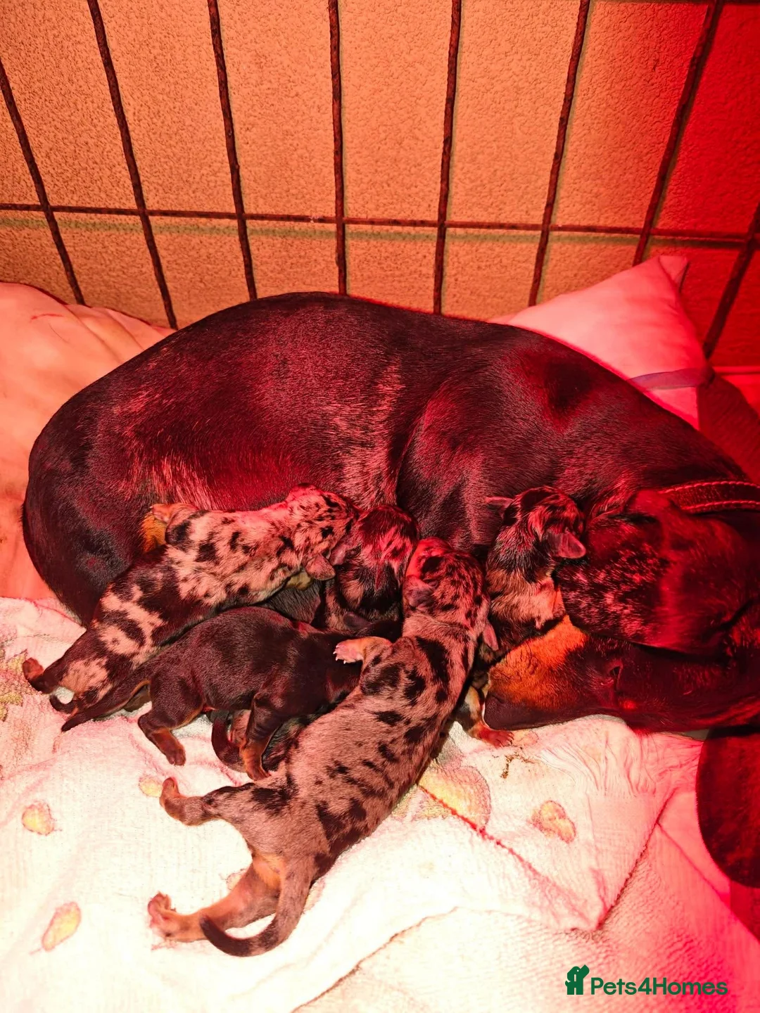 Dachshund dogs for sale: Miniature Dachshund Puppies - Advert 9