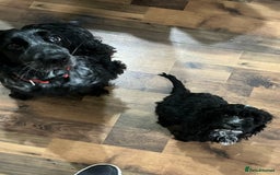 Cockapoo dogs for sale: Toy Cockapoo Boy - Image 4