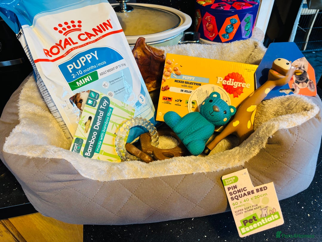 Chihuahua dogs for sale: Apple head blue white party boy puppy  - Advert 12