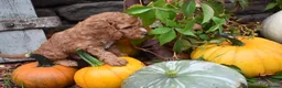 Cockapoo dogs for sale: Stunning F2 Cockapoos - Advert 9