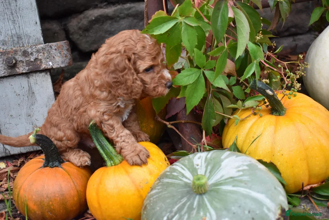 Cockapoo dogs for sale: Stunning F2 Cockapoos - Advert 9