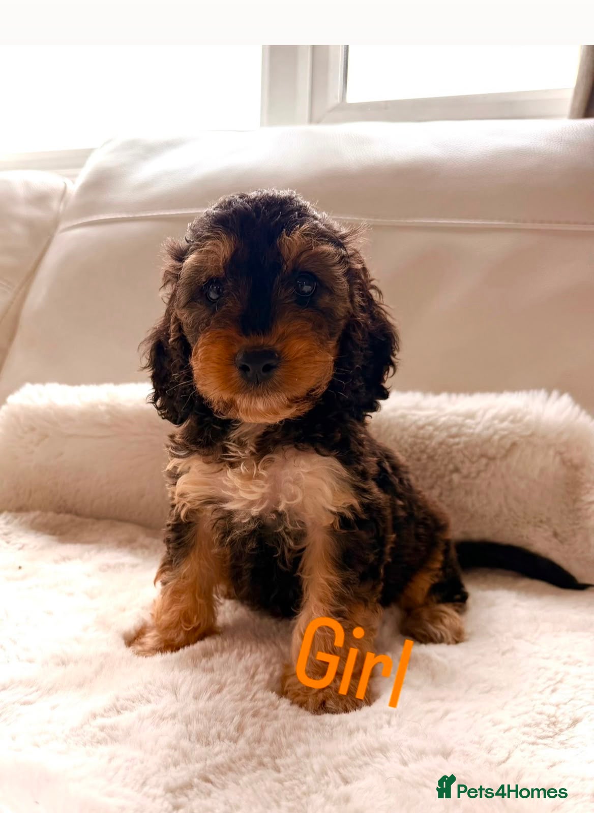 Cockapoo dogs Gorgeous F1 cockapoo puppies  - Advert 1