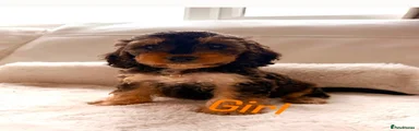 Cockapoo 8
