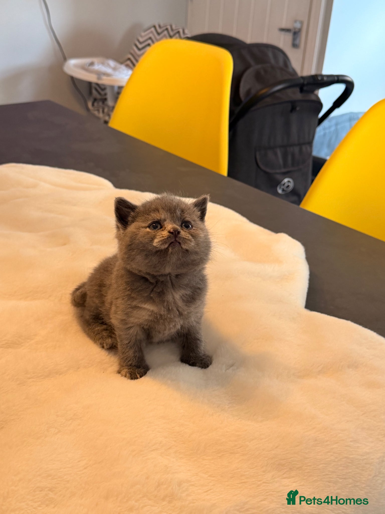 British Shorthair cats STUNNING GCCF REGISTERED LITTER - Advert 2