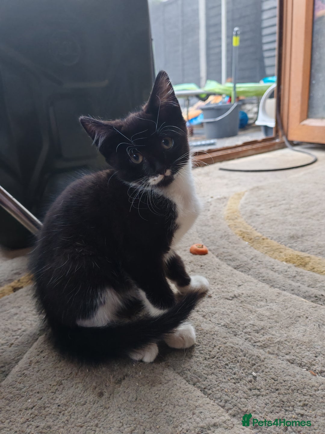 British Shorthair cats for sale: British shorthair kittens  - Image 12