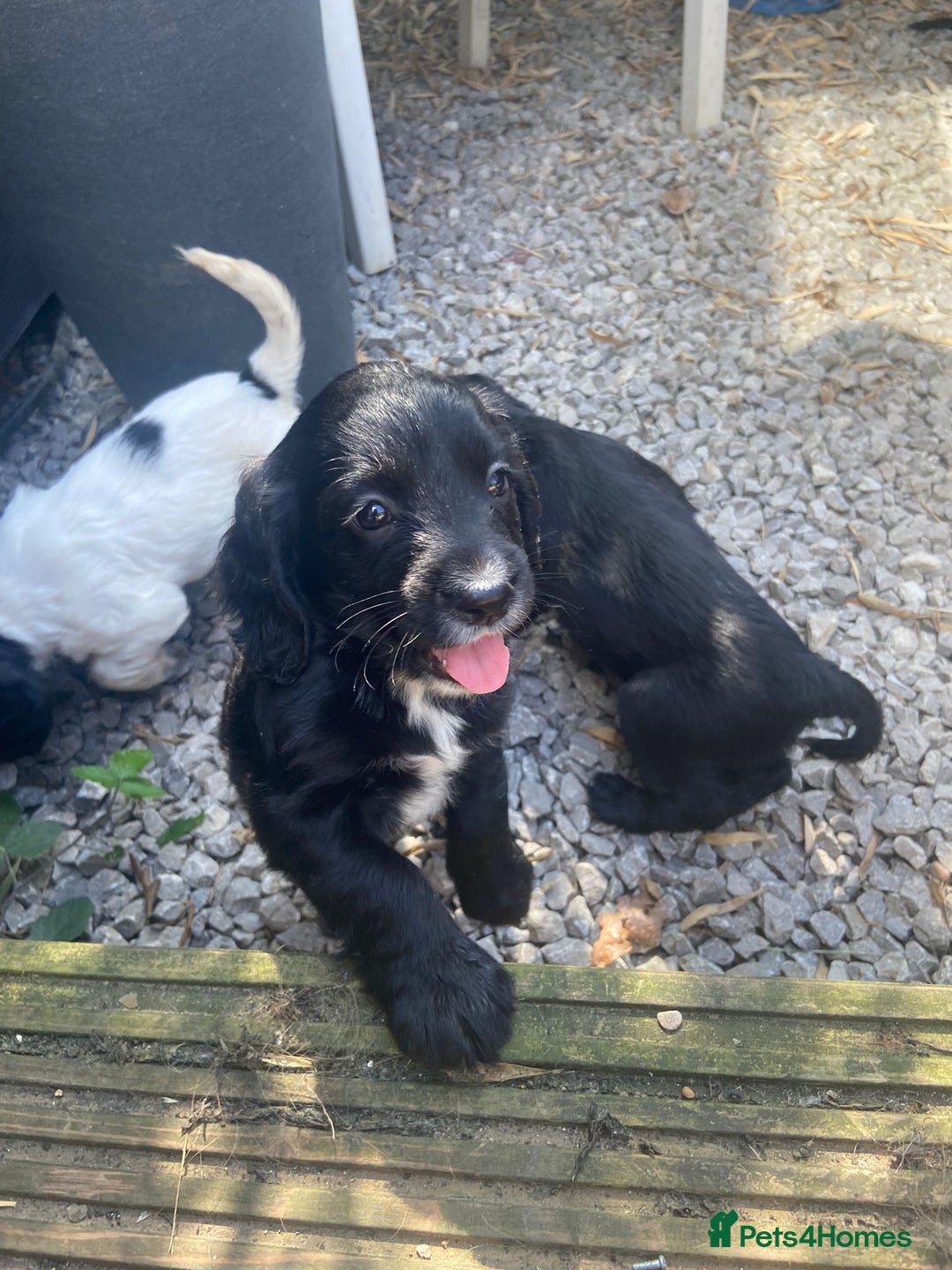 Cocker Spaniel dogs for sale: Cocker spaniel puppies  - Image 6