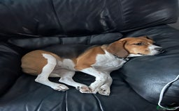 Beagle dogs for sale: Rehoming female beagle - Pickles - Image 6