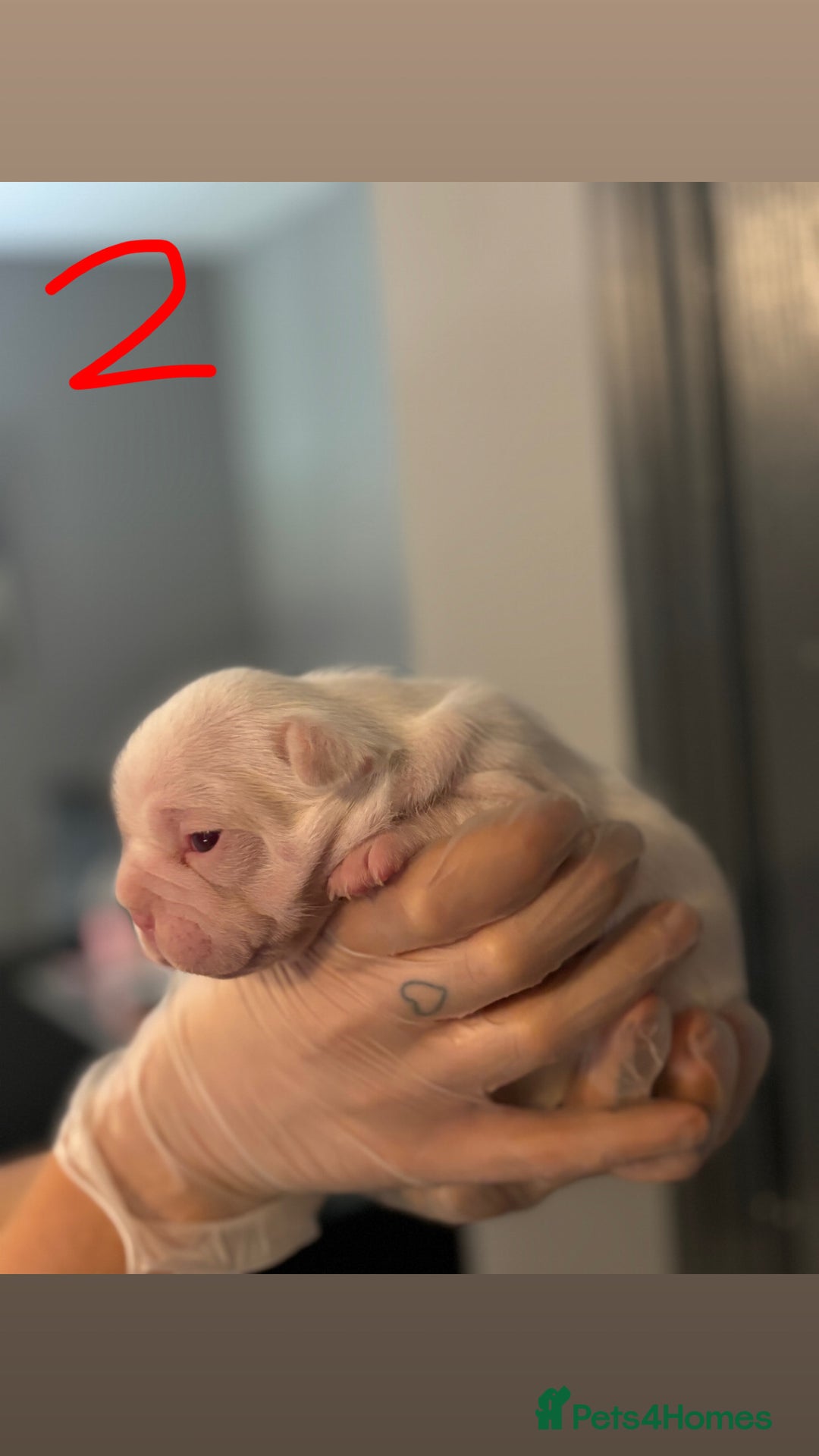 French Bulldog dogs for sale: Pink testable **s 🩷💙🍫🍪🔥 - Image 3