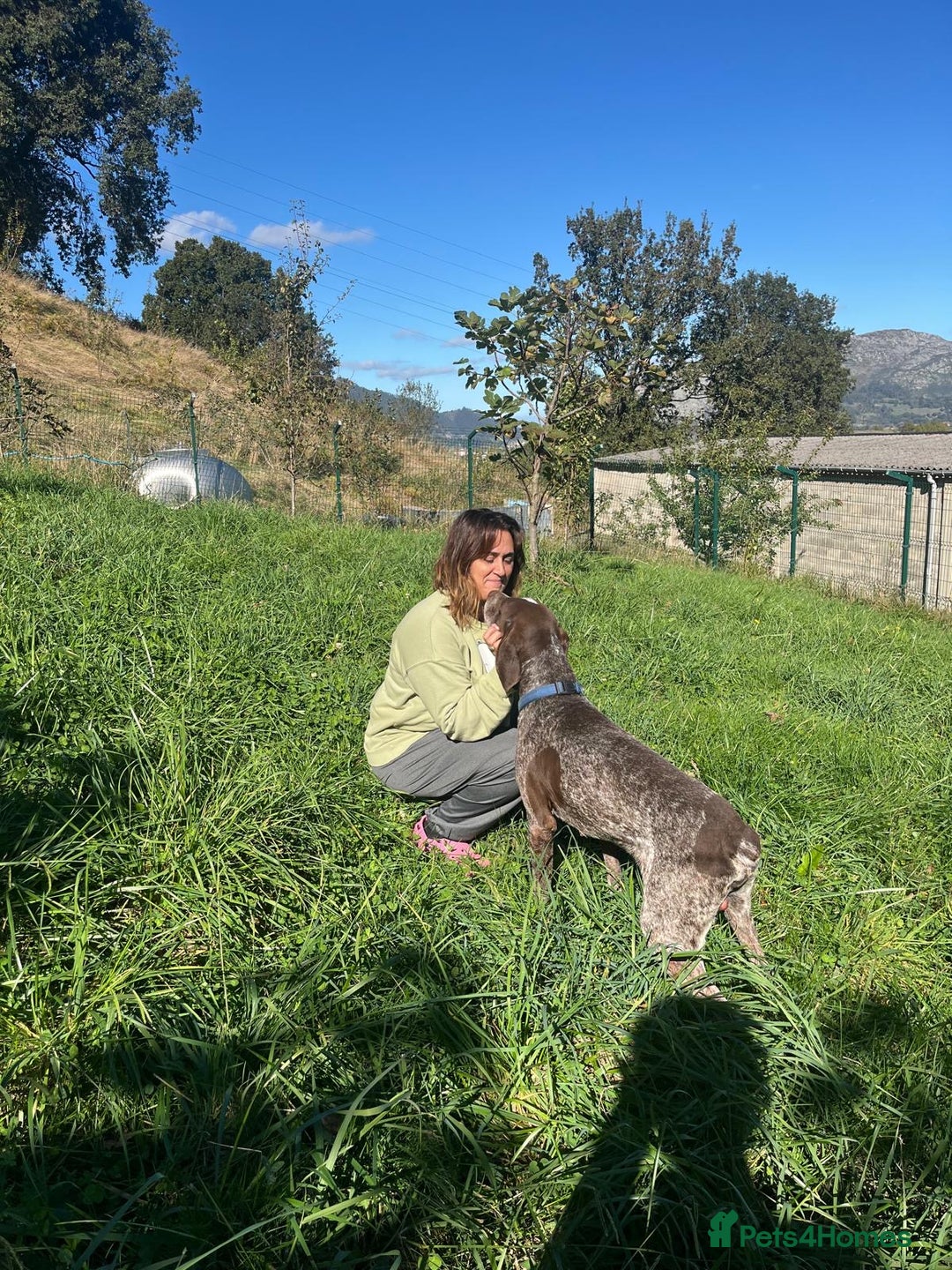 German Shorthaired Pointer dogs for adoption: Yaco  - Image 5