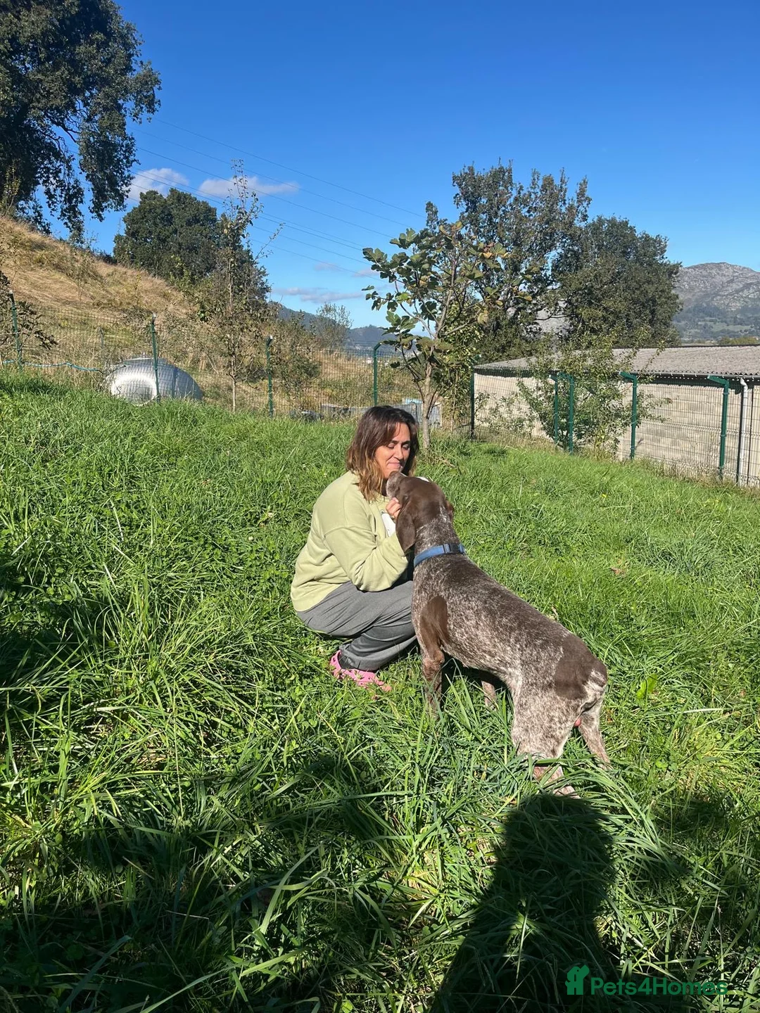 German Shorthaired Pointer dogs for adoption: Yaco  - Advert 5