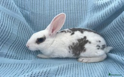 Rex rabbits for sale: Adult and babies  - Image 12