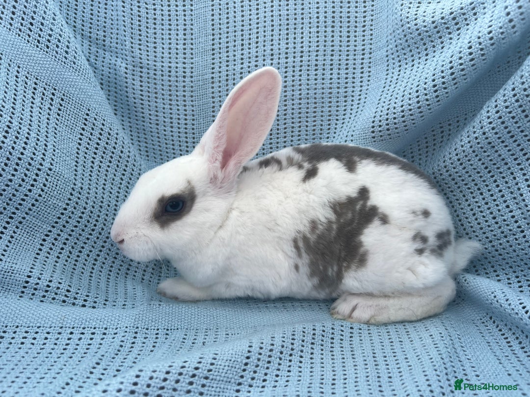 Rex rabbits for sale: Adult and babies  - Image 12