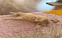 Siberian cats for sale: 2 1/2 year old Gorgeous Ginger Siberian Cross - Image 3