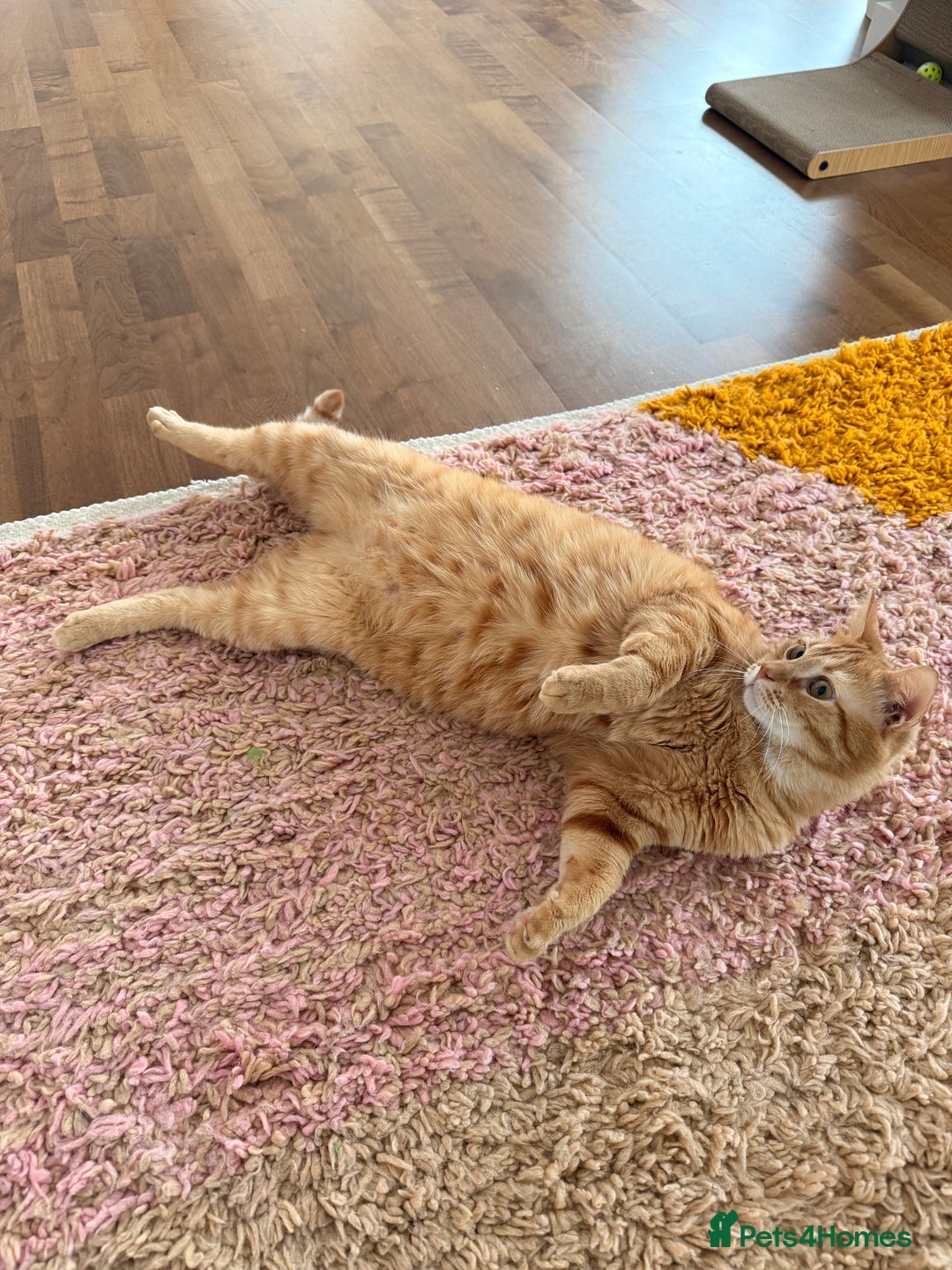 Siberian cats for sale: 2 1/2 year old Gorgeous Ginger Siberian Cross - Image 3