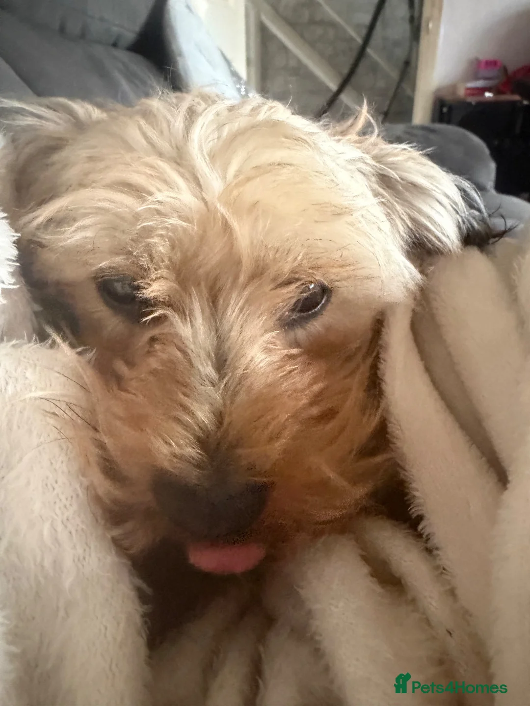 Shorkie dogs for sale: Looking for her forever home - Advert 3