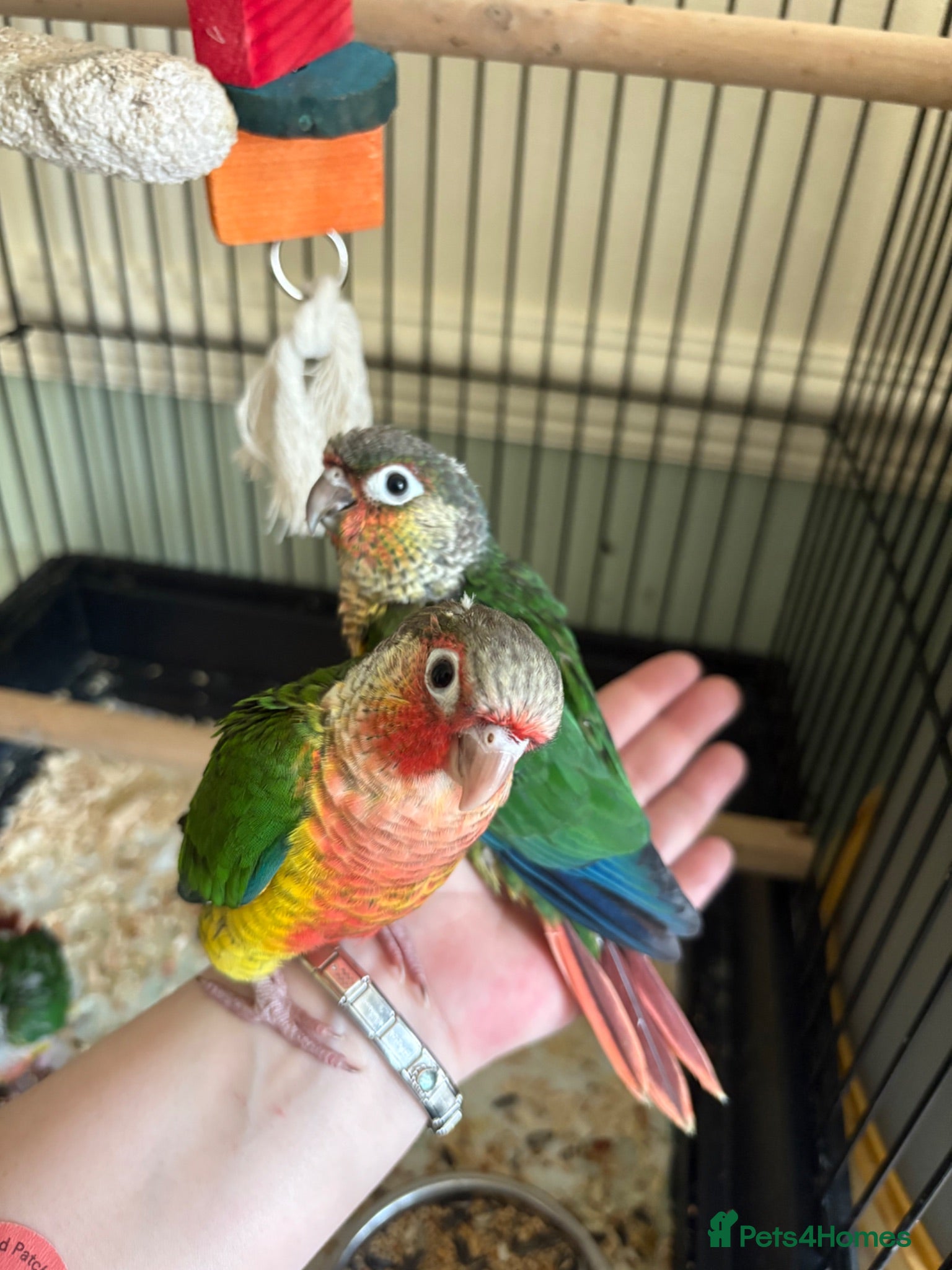 Conures birds 2 Green Cheek Conures  - Advert 19