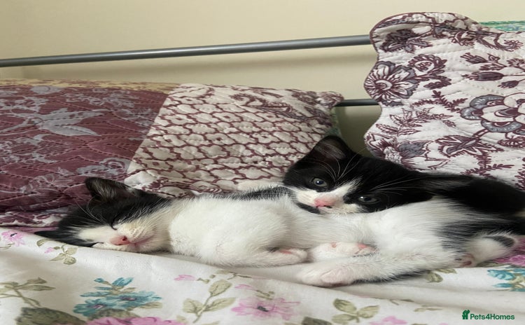 Domestic Shorthair cats - Advert 7
