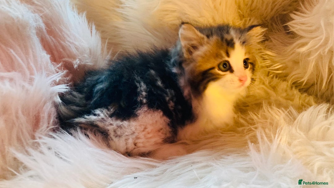 Mixed Breed cats for sale: Super gorgeous Maine coon kittens ready to go now - Image 4