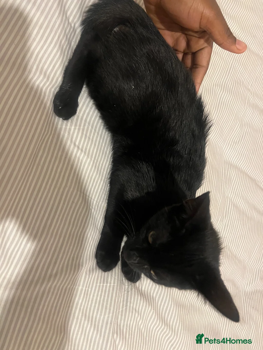 Domestic Shorthair cats for sale: Kitten for sale  in Manchester - Advert 6