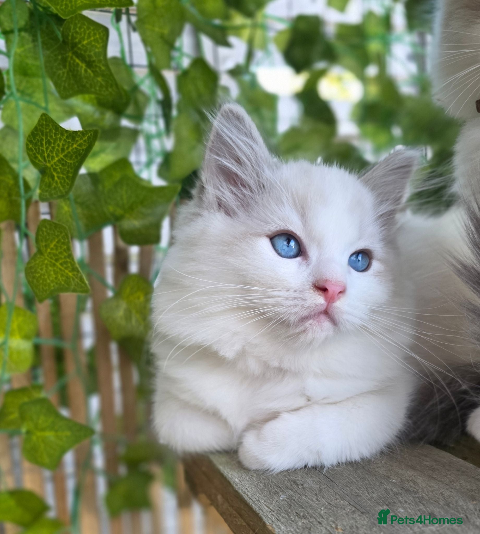Ragdoll cats 💓please read🩵🏆European Champion lines 💫Tica - Advert 1