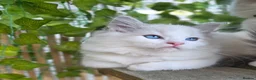 Ragdoll cats for sale: 💓please read🩵🏆European Champion lines 💫Tica - Advert 2