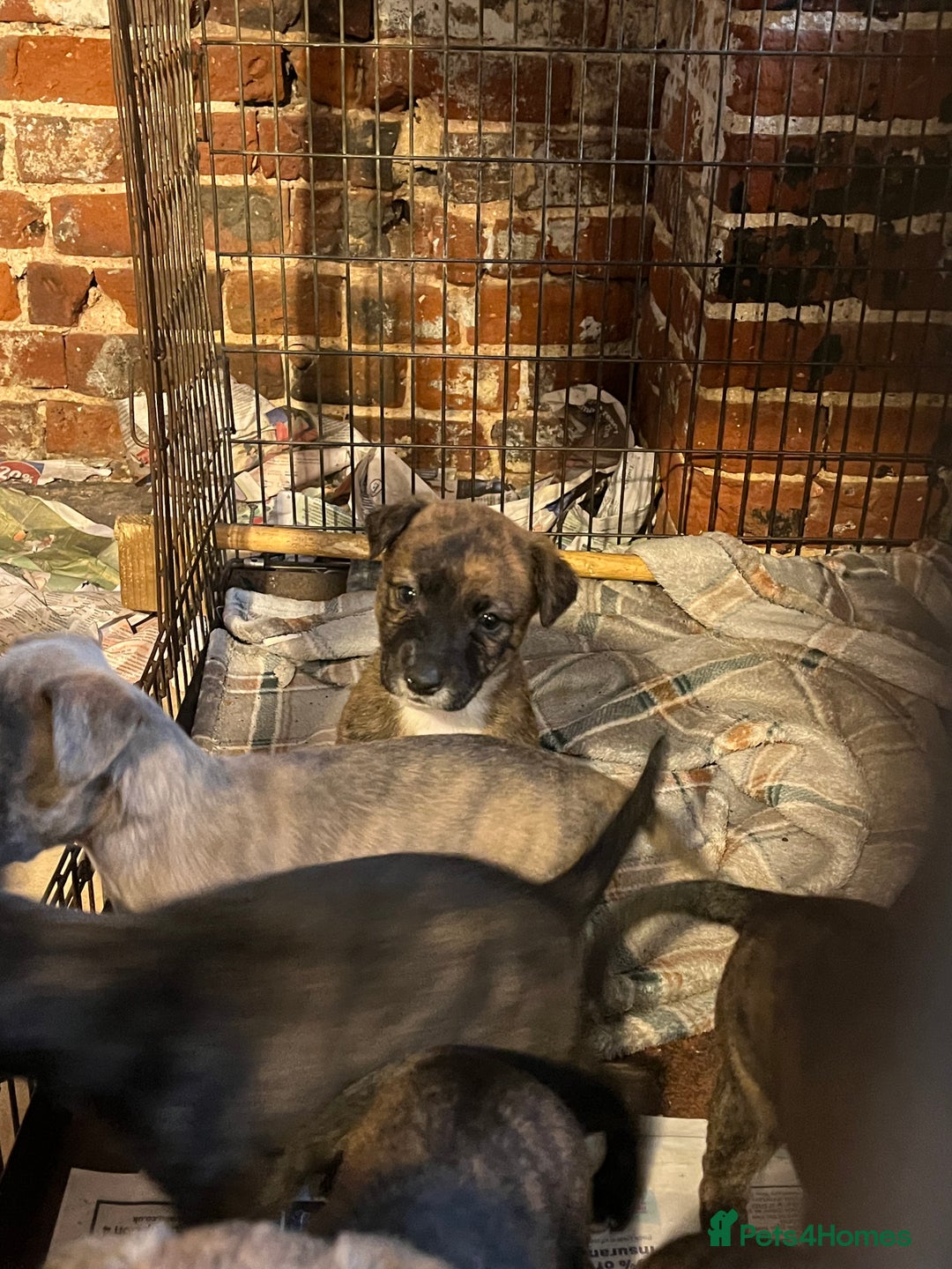 Mixed Breed dogs for sale: Beautiful Whippet X  - Image 10